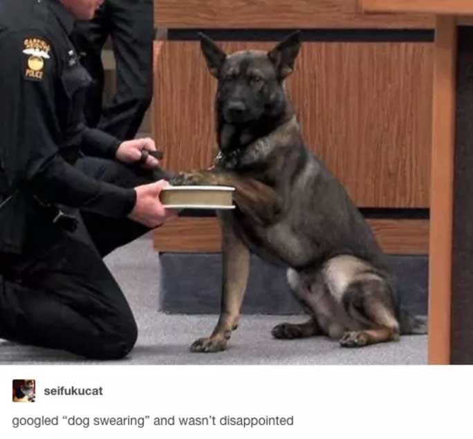 funniest-dogs-in-the-world_med_hr-3