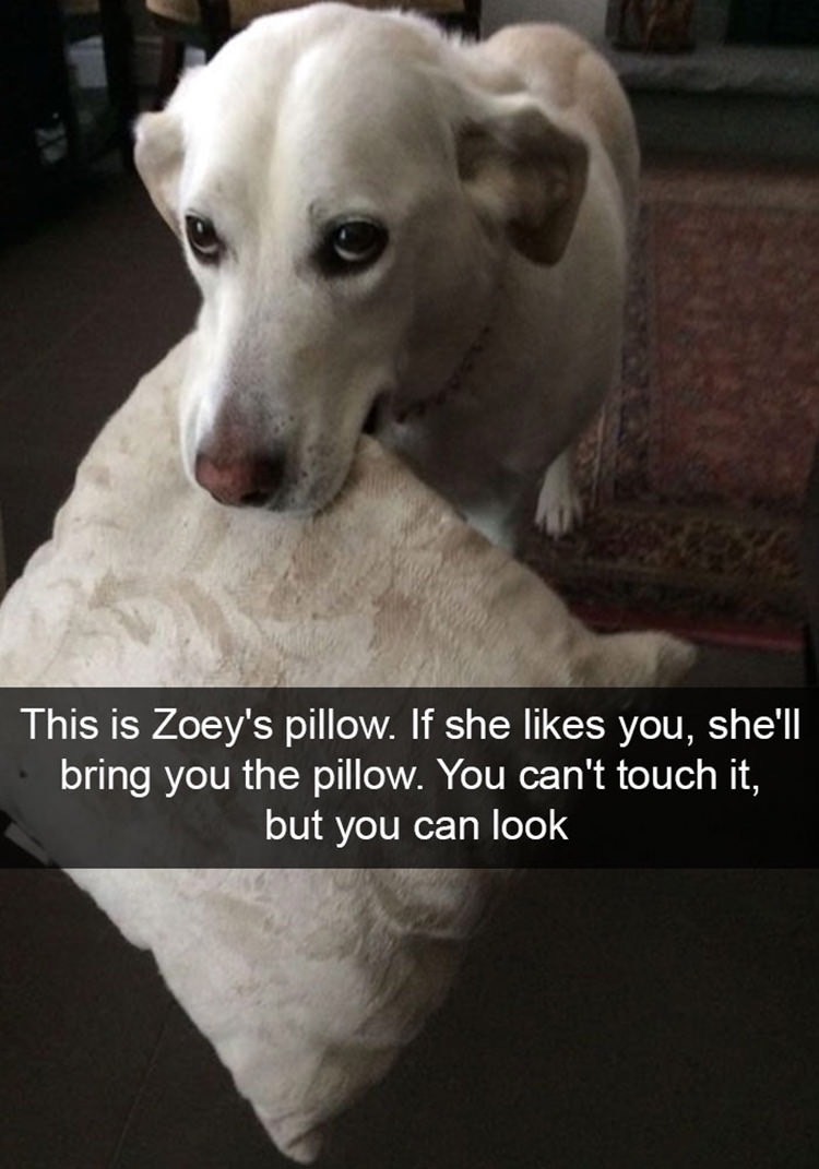 funniest-dogs-in-the-world_med_hr