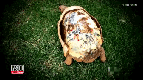 giphy (17)