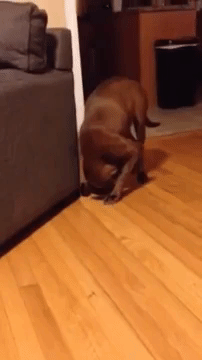 giphy (53)