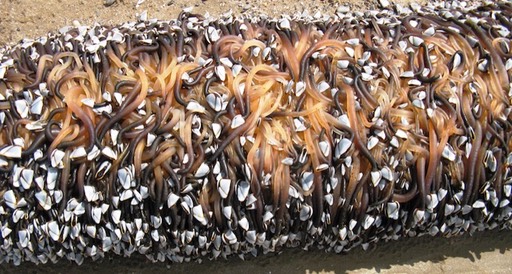 goose-barnacle-lepas-antife_med_hr