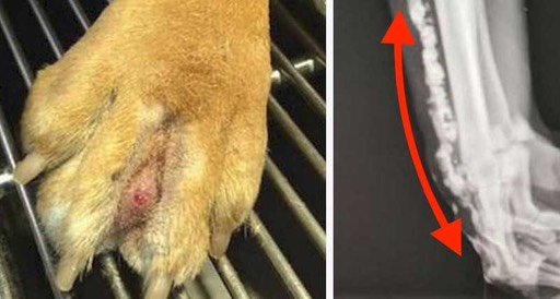 grass killing dogs featured