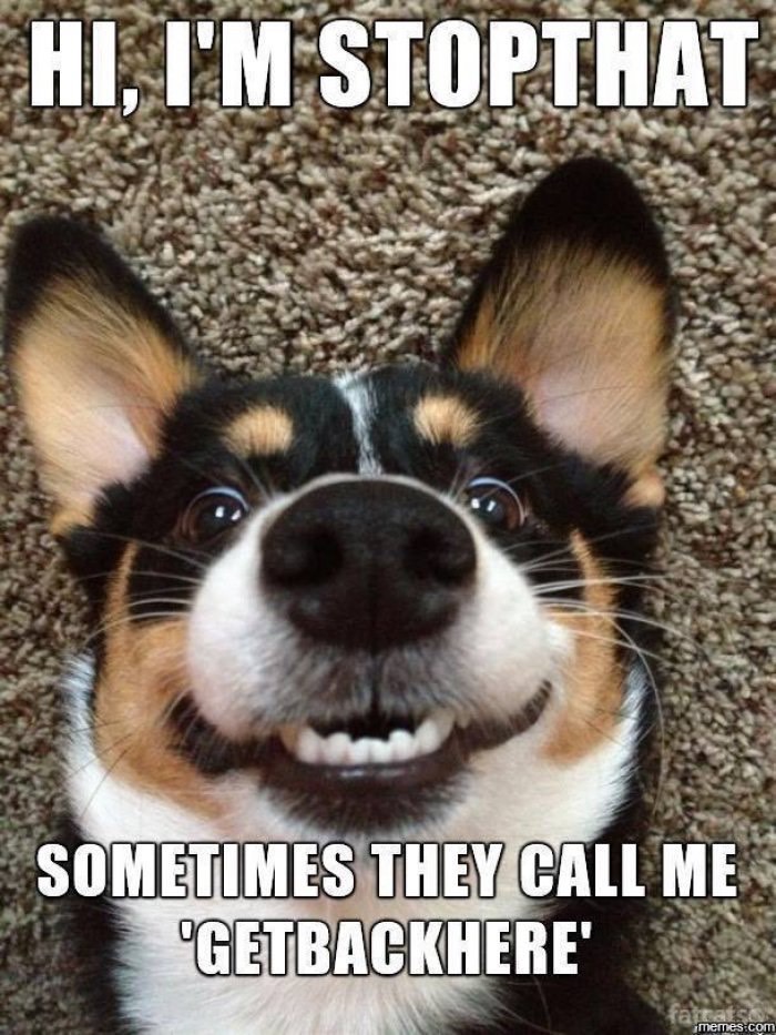 hi-im-stopthat-funny-dog_med_hr