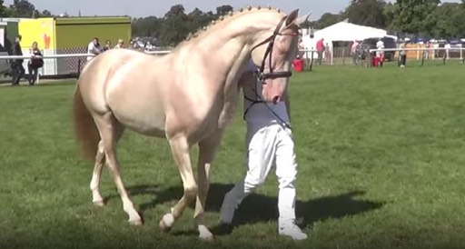 horsebreed