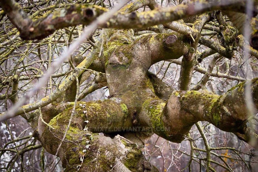 human_tree____by_mxte-d2t3ga4