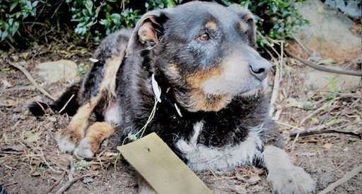 hund1-3 (1)