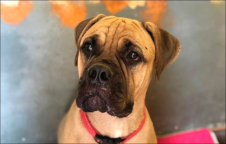 Bulmastiff Maru