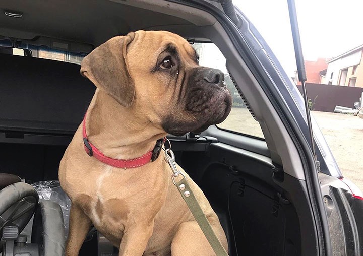Bulmastiff Maru