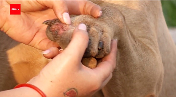Bulmastiff Maru