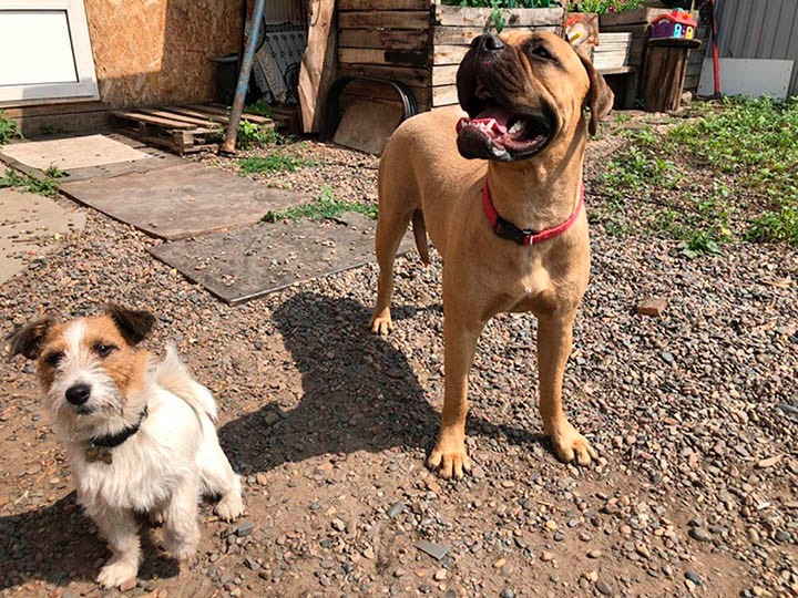 Bulmastiff Maru