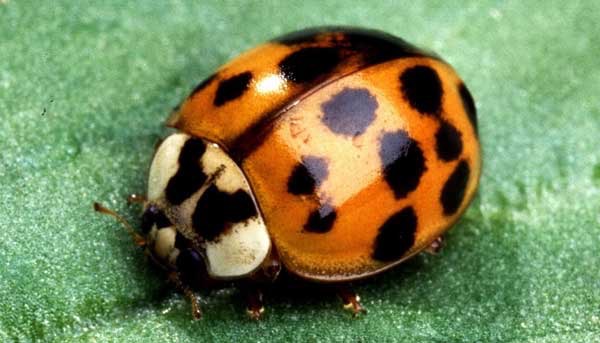 lady-bugs2