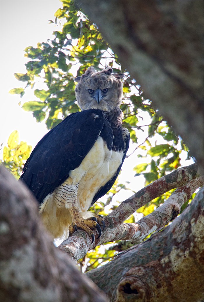 large-bird-harpy-eagle-10-5d93030b225d3__700
