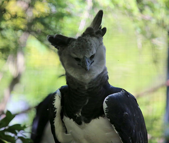 large-bird-harpy-eagle-11-5d93030d1e9fa__700