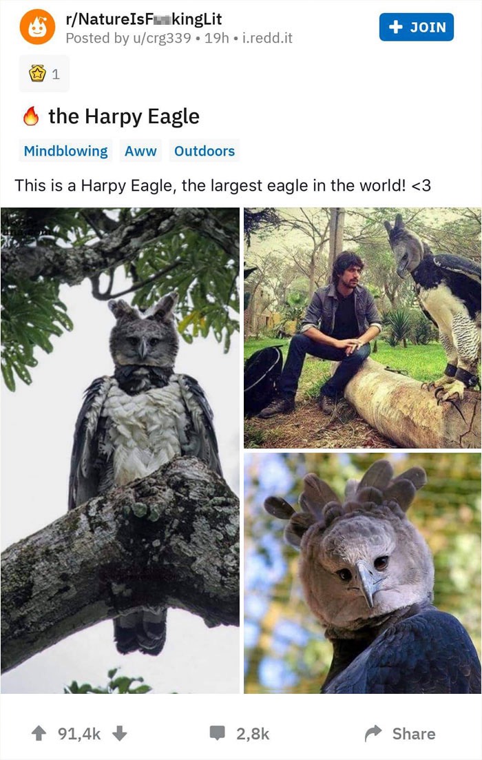large-bird-harpy-eagle-23