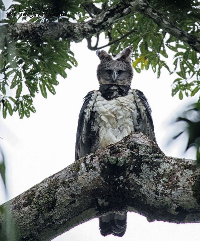 large-bird-harpy-eagle-2-5d9302fd39b41__700