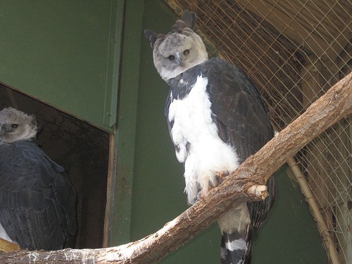 large-bird-harpy-eagle-3-5d9302feec24c__700