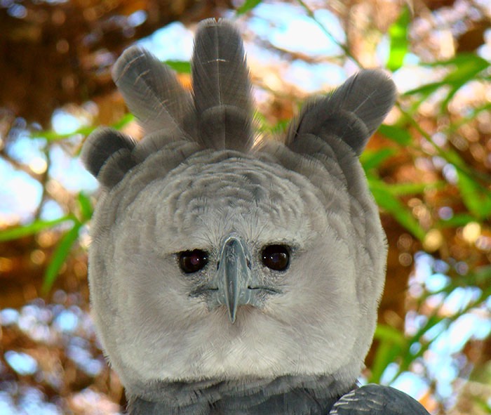 large-bird-harpy-eagle-4-5d9303008091e__700