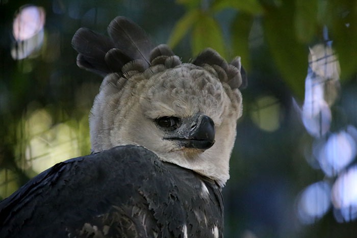 large-bird-harpy-eagle-6-5d9303042367c__700