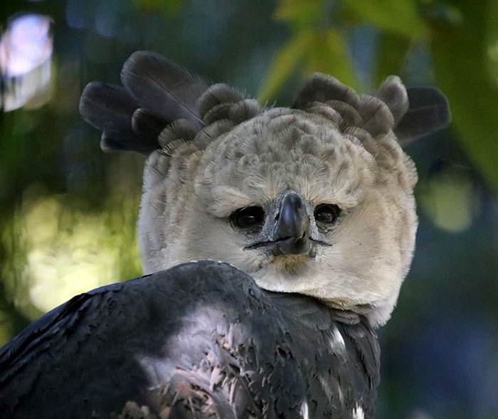 large-bird-harpy-eagle-7-5d93030596605__700