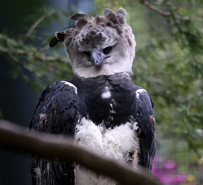 large-bird-harpy-eagle-8-5d93030740eae__700