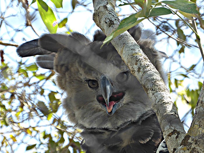 large-bird-harpy-eagle-9-5d930308e8810__700