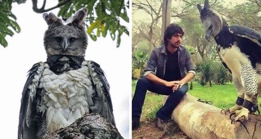 large-bird-harpy-eagle-fb20-png  700