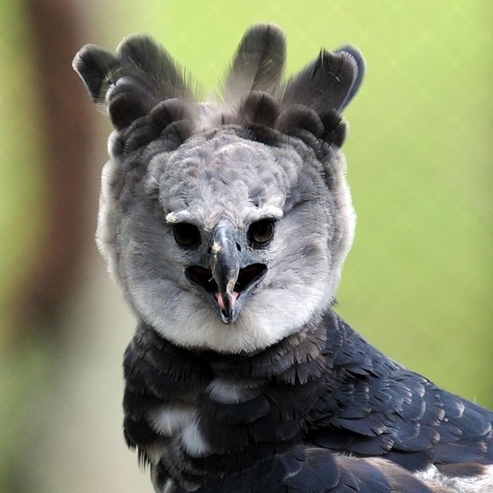 large-bird-harpy-eagle-5d9311beaea36__700