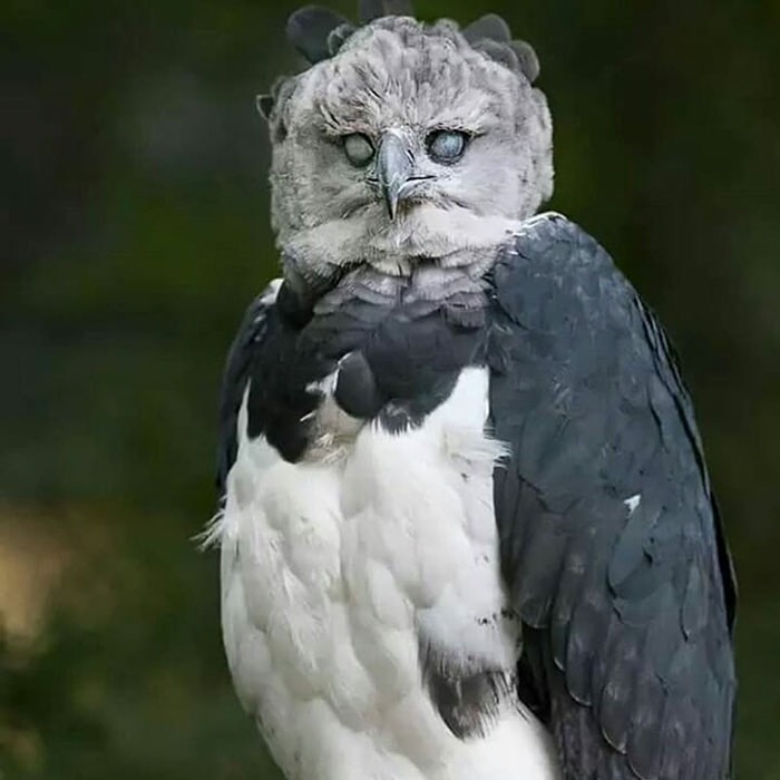 large-bird-harpy-eagle-5d9311c03cf6f__700