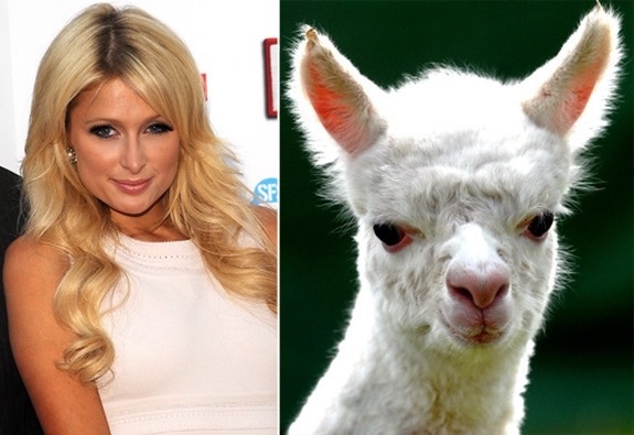 paris-hilton-animal-lookali_med_hr