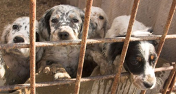 puppy-farm_med_hr