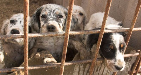 puppy-farm_med_hr