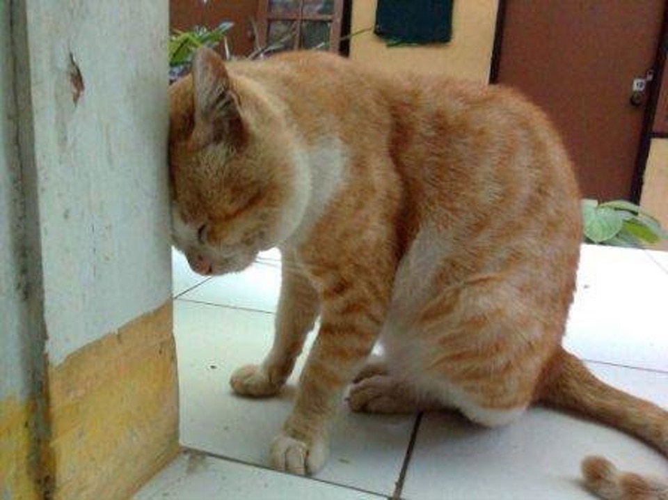 Recognizing-Head-Pressing-Behavior-In-Your-Cats-Could-Save-Their-Lives-Land-of-cats