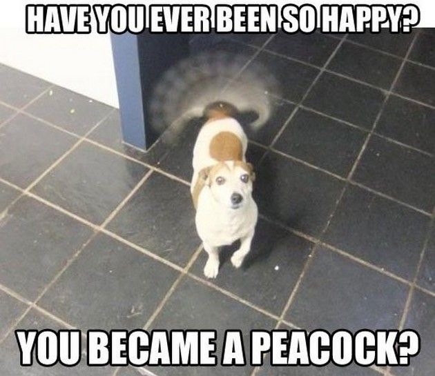 ruff-day-meme-1_med_hr