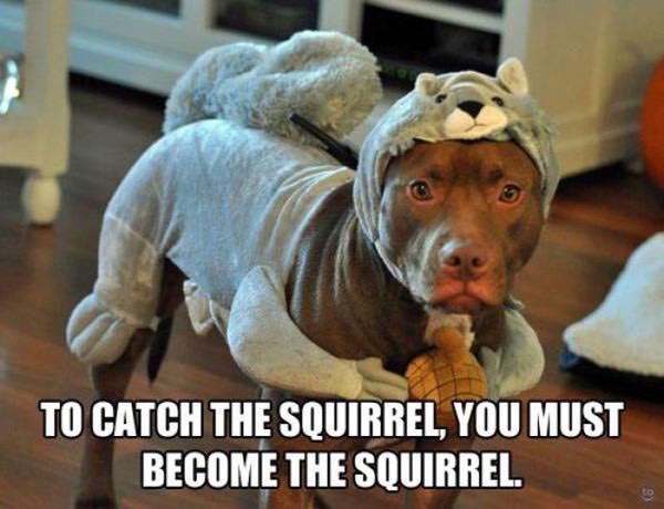 ruff-day-meme_med_hr