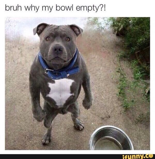 silly-dog-meme-2_med_hr