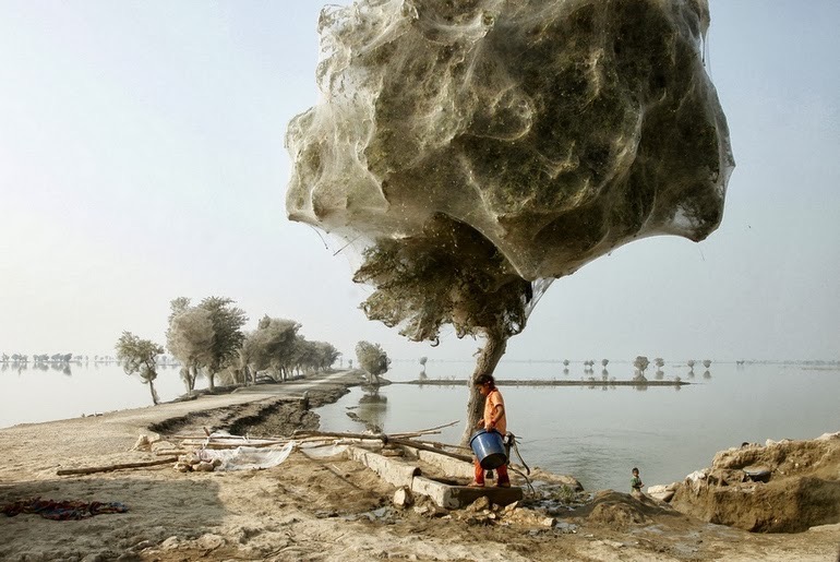 spiderweb-cocooned-trees-in_med_hr