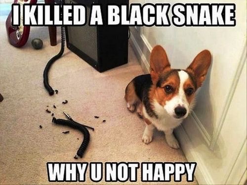 top-50-dog-meme-23_med_hr